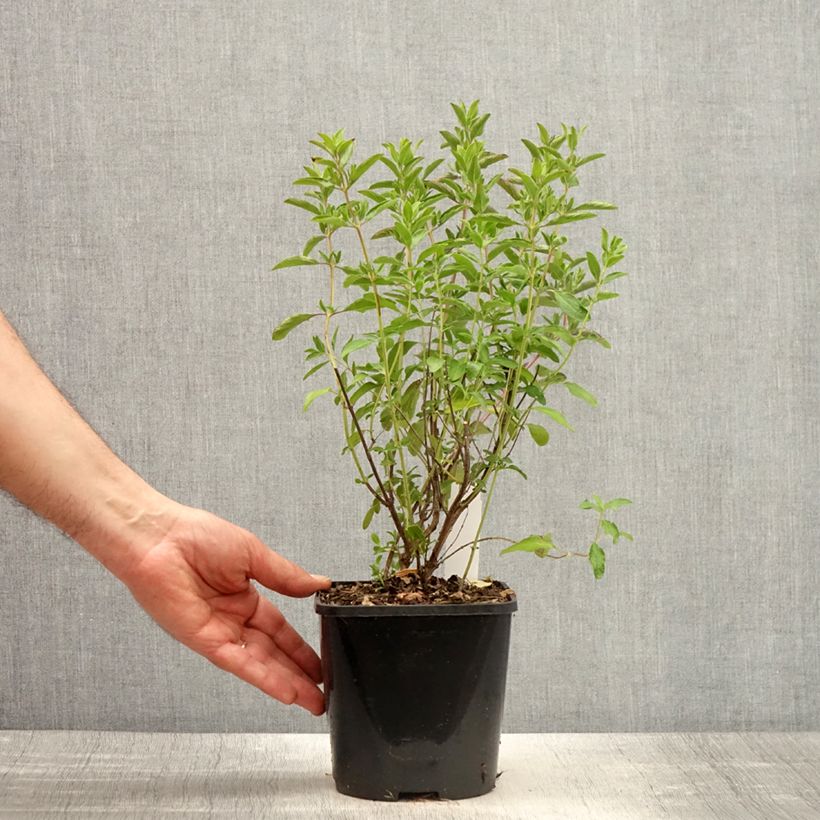 Exemplar von Salvia microphylla Nachtvlinder Topf mit 2L/3L wie im Frühjahr geliefert