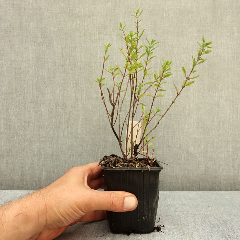Exemplar von Salvia microphylla Oriental Dove® Kleine Töpfe von 8/9 cm wie im Herbst geliefert