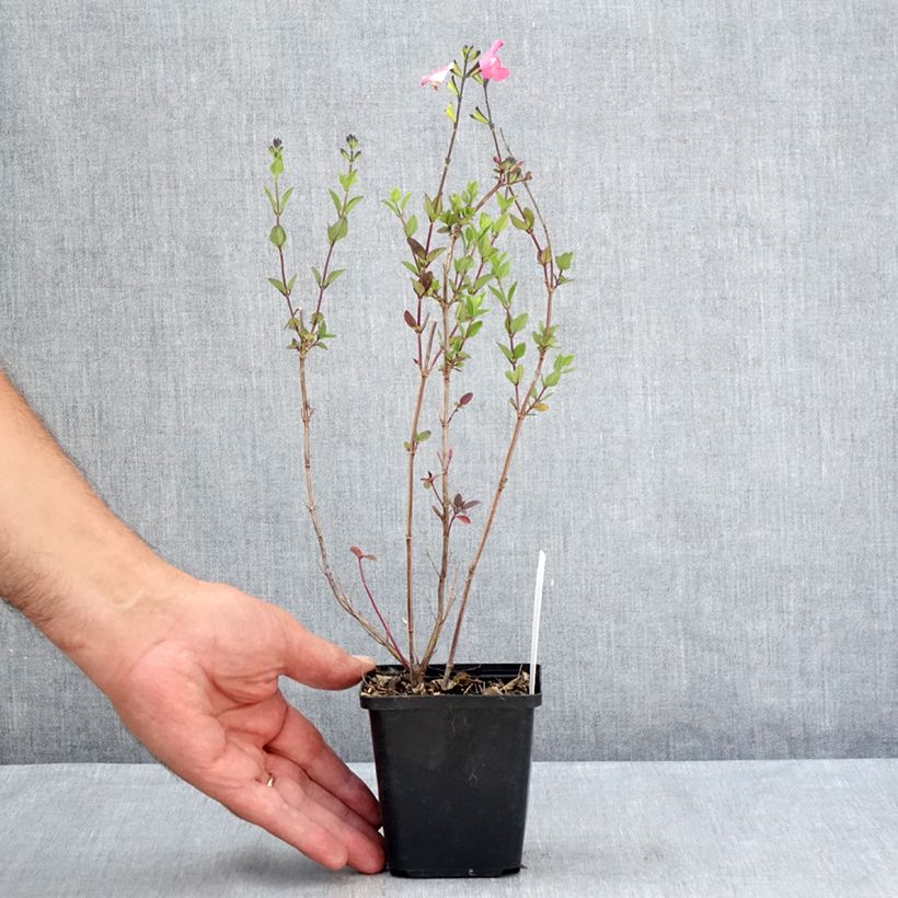 Exemplar von Salvia microphylla Pink Lips Kleine Töpfe von 8/9 cm wie im Sommer geliefert