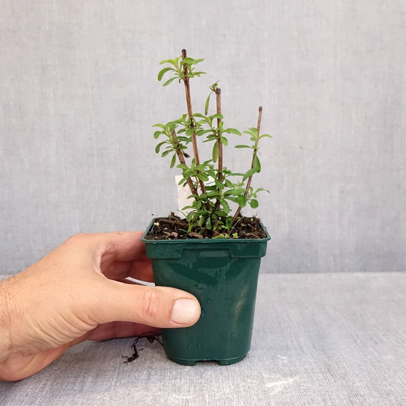 Exemplar von Salvia greggii Mirage Burgundy - Strauchiger Salbei Kleine Töpfe von 8/9 cm wie im Herbst geliefert