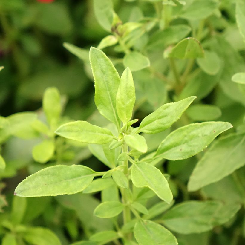 Salvia greggii Mirage Burgundy - Strauchiger Salbei (Laub)