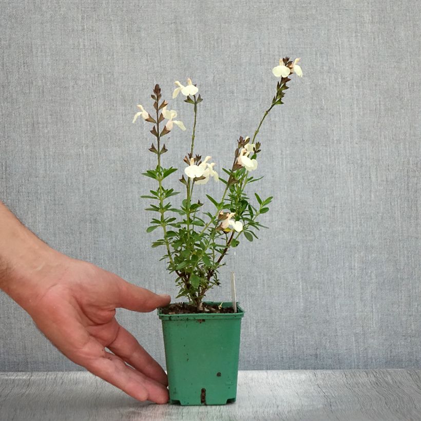 Exemplar von Salvia greggii Mirage Cream - Strauchiger Salbei Kleine Töpfe von 8/9 cm wie im Sommer geliefert
