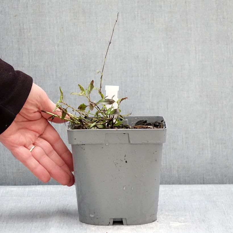 Exemplar von Salvia jamensis Raspberry Royal Topf mit 2L/3L wie im Winter geliefert