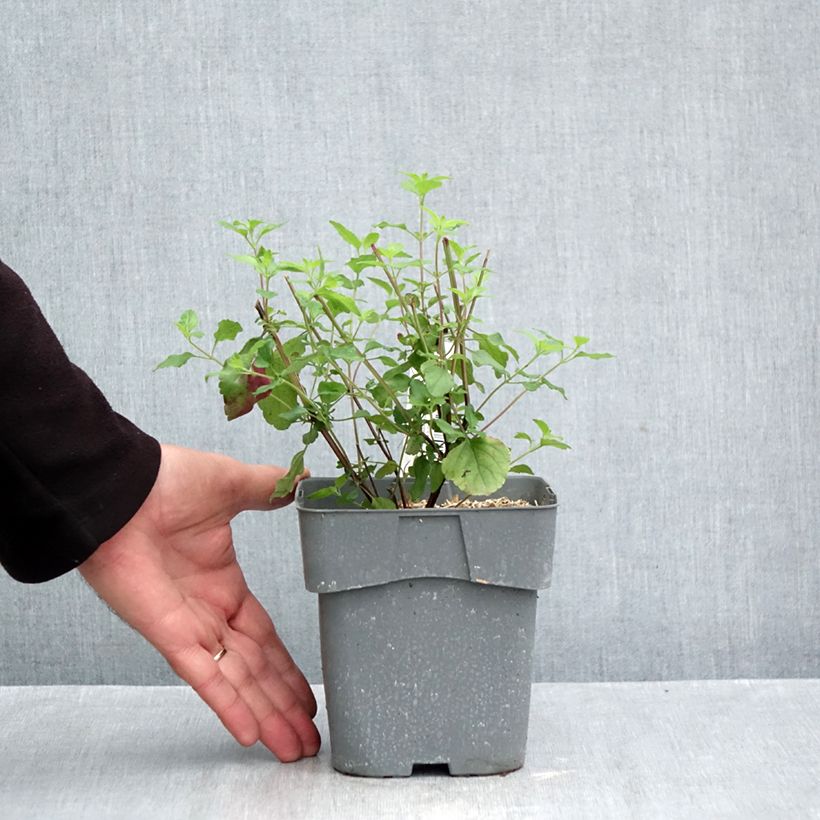 Exemplar von Salvia microphylla grahamii Hot Lips Topf mit 2L/3L wie im Herbst geliefert