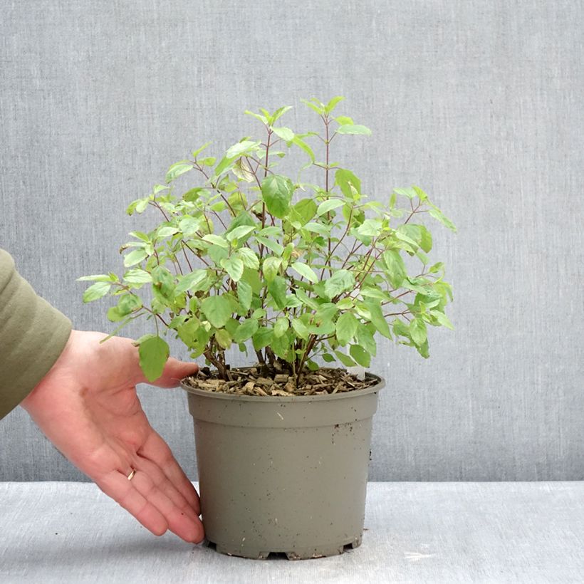 Exemplar von Salvia microphylla grahamii Hot Lips Topf mit 2L/3L wie im Winter geliefert