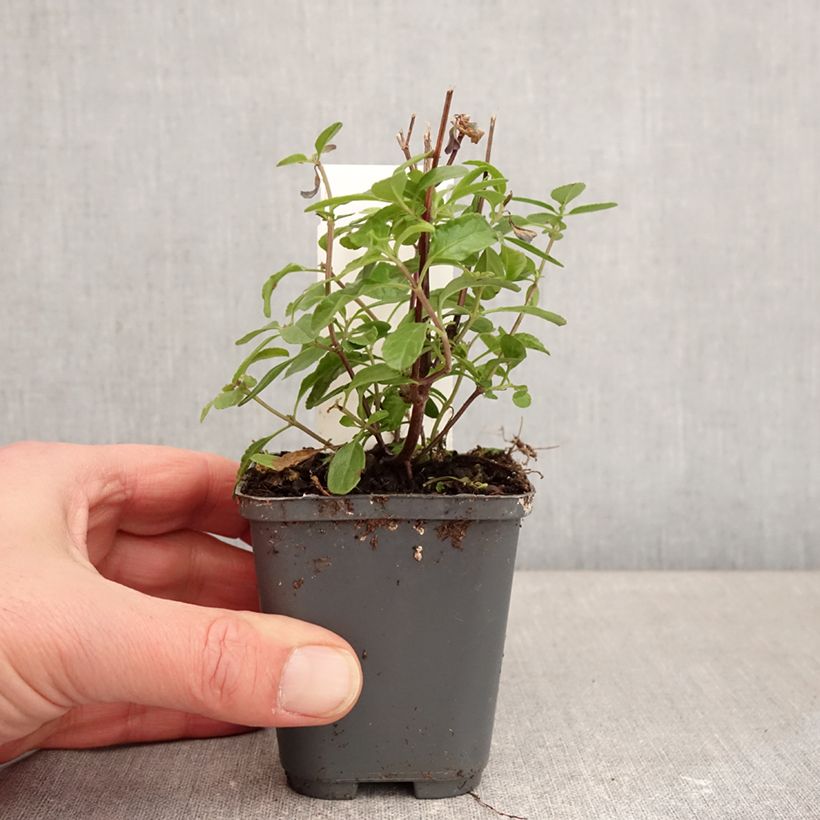 Exemplar von Salvia microphylla So Cool Pale Blue Kleine Töpfe von 8/9 cm wie im Winter geliefert