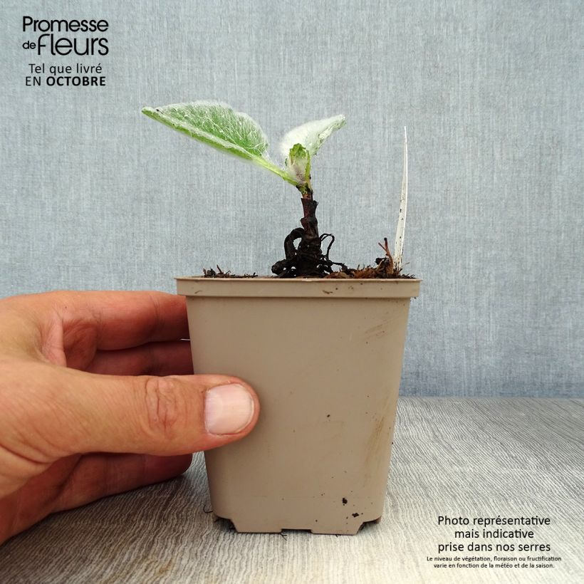 Exemplar von Salvia argentea - Silber-Salbei Kleine Töpfe von 8/9 cm wie im Herbst geliefert
