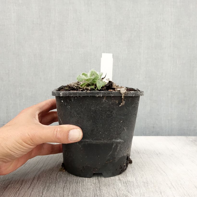 Exemplar von Salvia argentea - Silber-Salbei Topf mit 1,5L/2L wie im Herbst geliefert