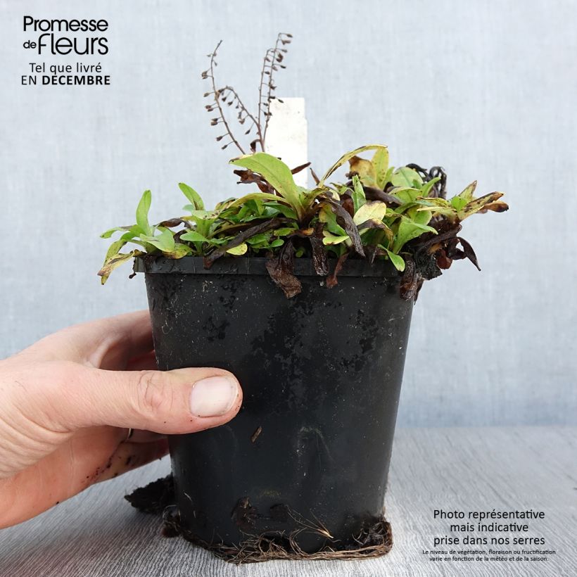 Exemplar von Salvia argentea - Silber-Salbei Topf mit 1,5L/2L wie im Winter geliefert