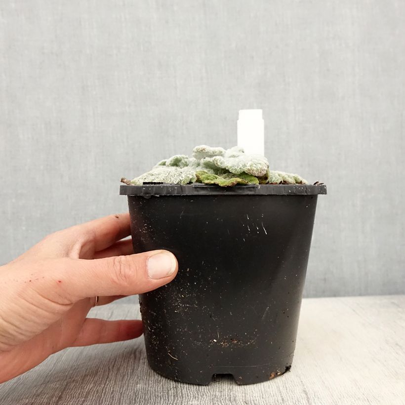 Exemplar von Salvia argentea - Silber-Salbei Topf mit 1,5L/2L wie im Frühjahr geliefert