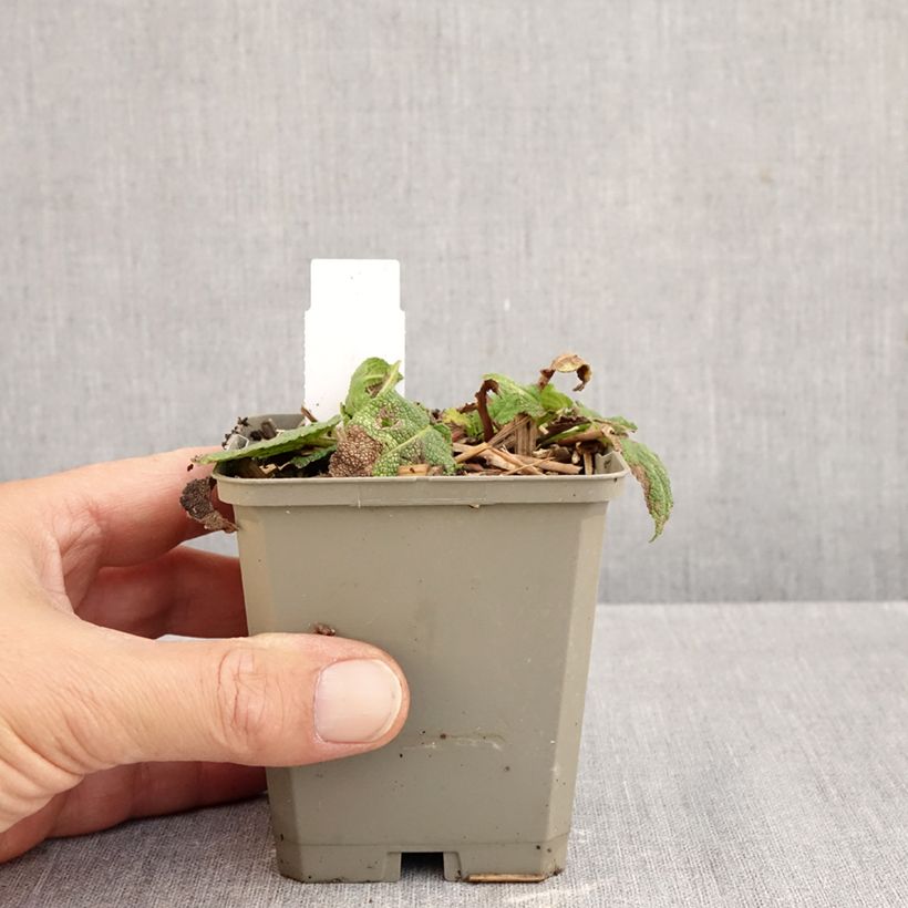 Exemplar von Salvia nemorosa Colorspires Crystal Blue - Steppen-Salbei Kleine Töpfe von 8/9 cm wie im Herbst geliefert