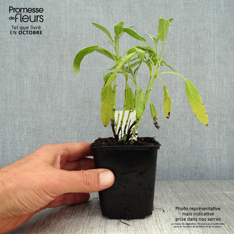 Exemplar von Echter Salbei Albiflora - Salvia officinalis Kleine Töpfe von 8/9 cm wie im Herbst geliefert
