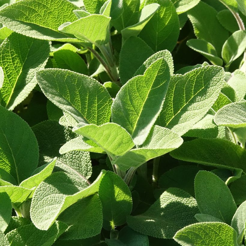 Echter Salbei Berggarten - Salvia officinalis (Laub)
