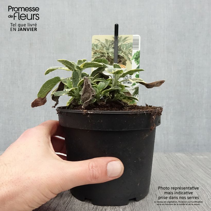 Exemplar von Echter Salbei Berggarten Variegated - Salvia officinalis Topf mit 1,5L/2L wie im Winter geliefert