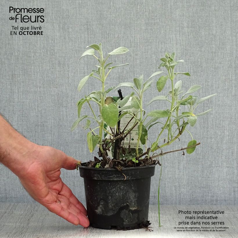 Exemplar von Echter Salbei Maxima - Salvia officinalis Topf mit 1,5L/2L wie im Herbst geliefert