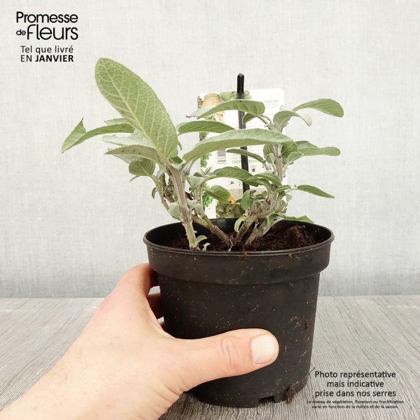 Exemplar von Echter Salbei Maxima - Salvia officinalis Topf mit 1,5L/2L wie im Winter geliefert