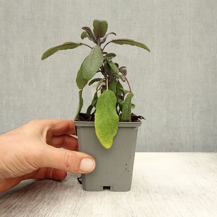 Exemplar von Echter Salbei Purpurascens - Salvia officinalis Kleine Töpfe von 7/8 cm wie im Herbst geliefert