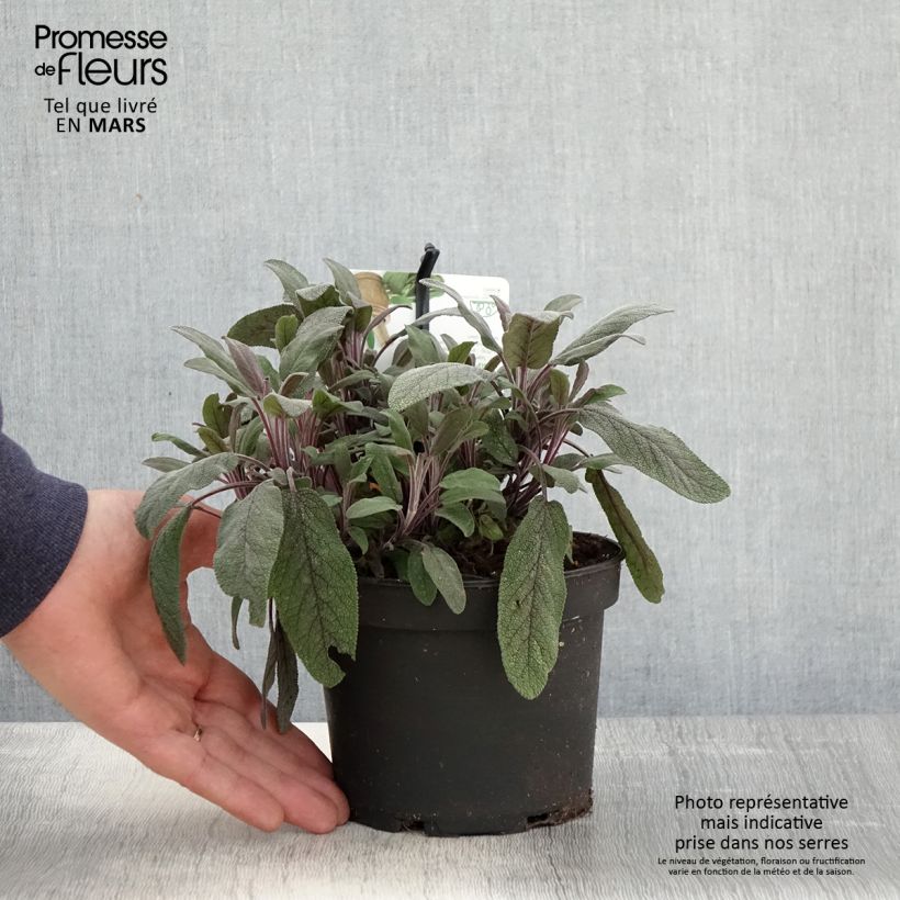 Exemplar von Echter Salbei Purpurascens - Salvia officinalis Topf mit 1,5L/2L wie im Frühjahr geliefert
