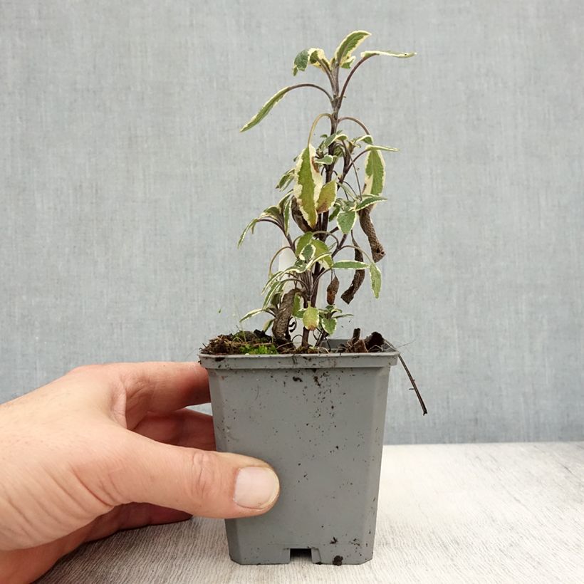 Exemplar von Echter Salbei Tricolor - Salvia officinalis Kleine Töpfe von 7/8 cm wie im Herbst geliefert
