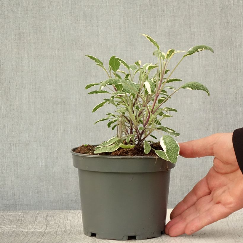 Exemplar von Echter Salbei Tricolor - Salvia officinalis Topf mit 1,5L/2L wie im Herbst geliefert