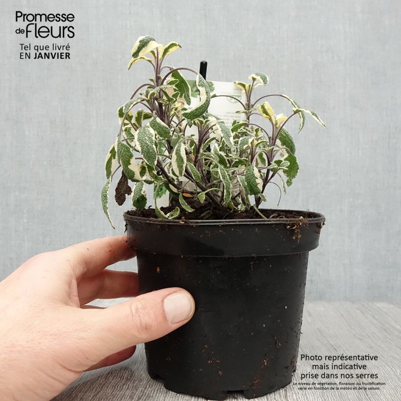 Exemplar von Echter Salbei Tricolor - Salvia officinalis Topf mit 1,5L/2L wie im Winter geliefert