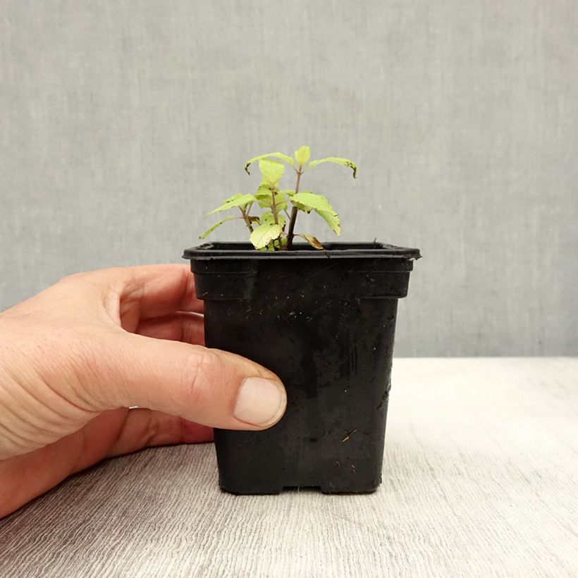 Exemplar von Zierlicher Salbei Golden Delicious - Salvia elegans Kleine Töpfe von 7/8 cm wie im Herbst geliefert