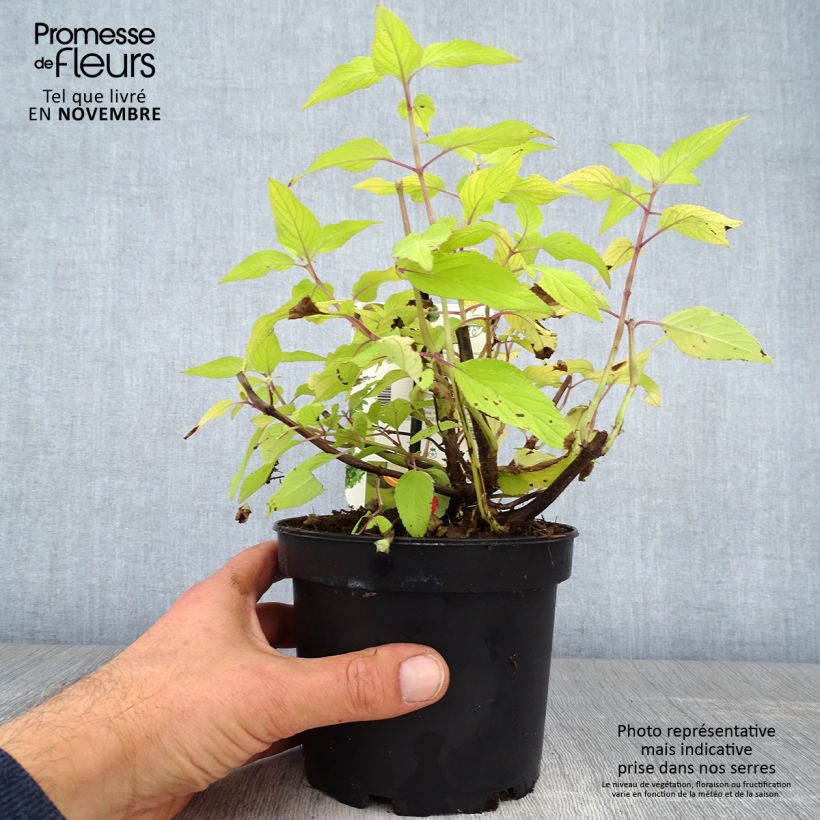 Exemplar von Zierlicher Salbei Golden Delicious - Salvia elegans Topf mit 1,5L/2L wie im Herbst geliefert