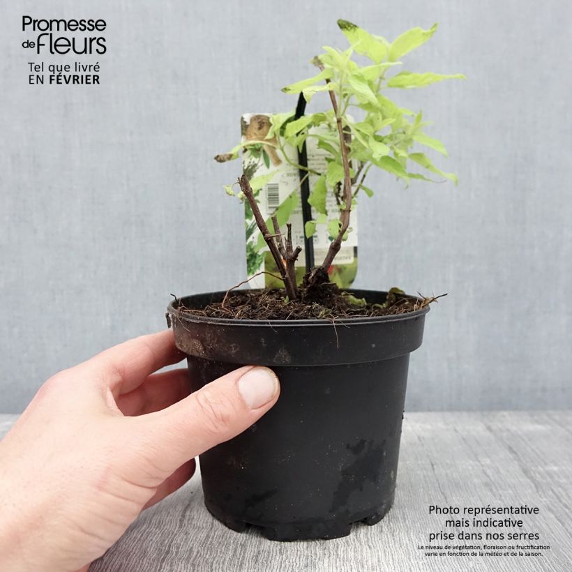 Exemplar von Zierlicher Salbei Golden Delicious - Salvia elegans Topf mit 1,5L/2L wie im Winter geliefert