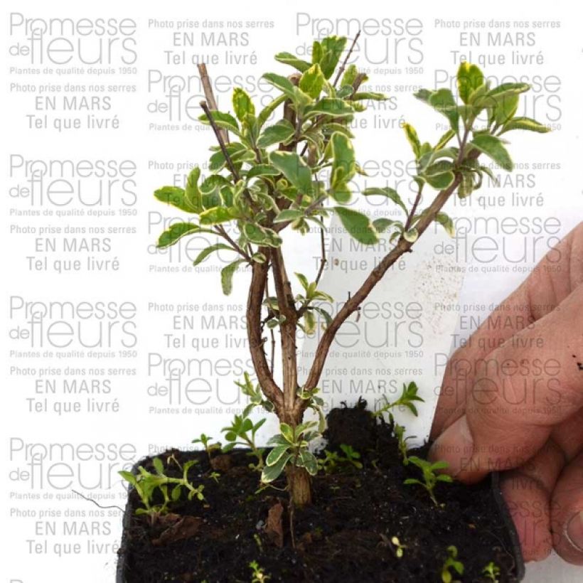Beispiel eines Exemplars von Salvia microphylla Caramba Kleine Töpfe von 8/9 cm wie geliefert
