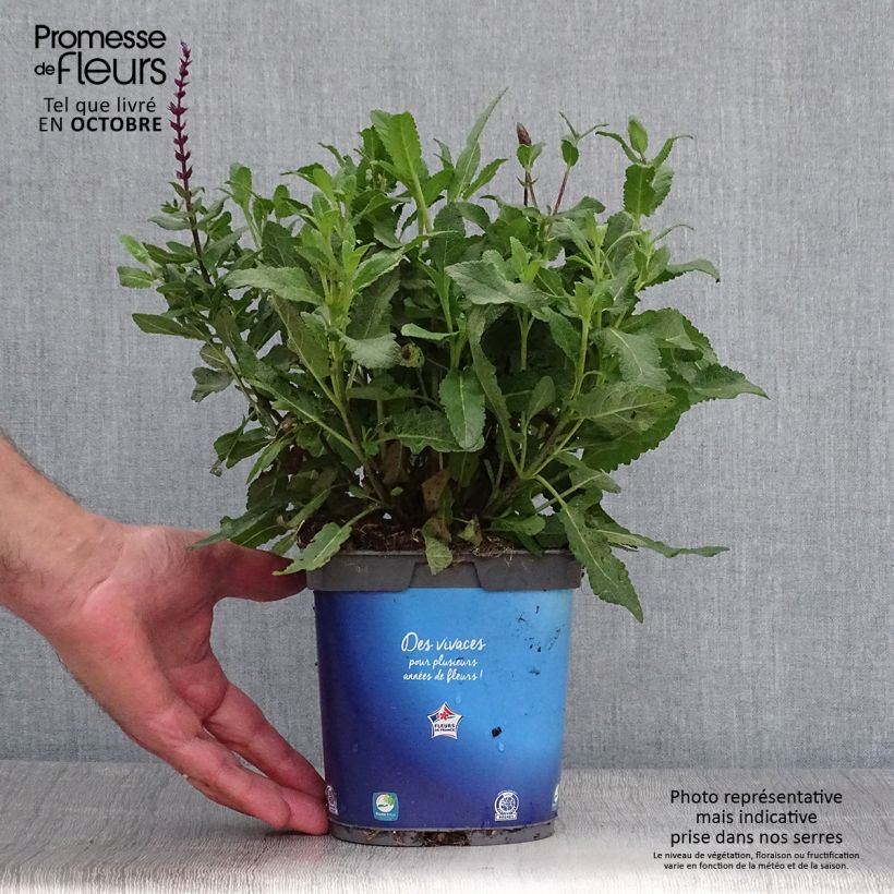 Exemplar von Salvia nemorosa Caradonna - Steppen-Salbei Topf mit 1,5L/2L wie im Herbst geliefert