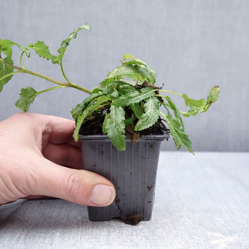 Exemplar von Salvia nemorosa Caradonna Pink - Steppen-Salbei Kleine Töpfe von 8/9 cm wie im Winter geliefert