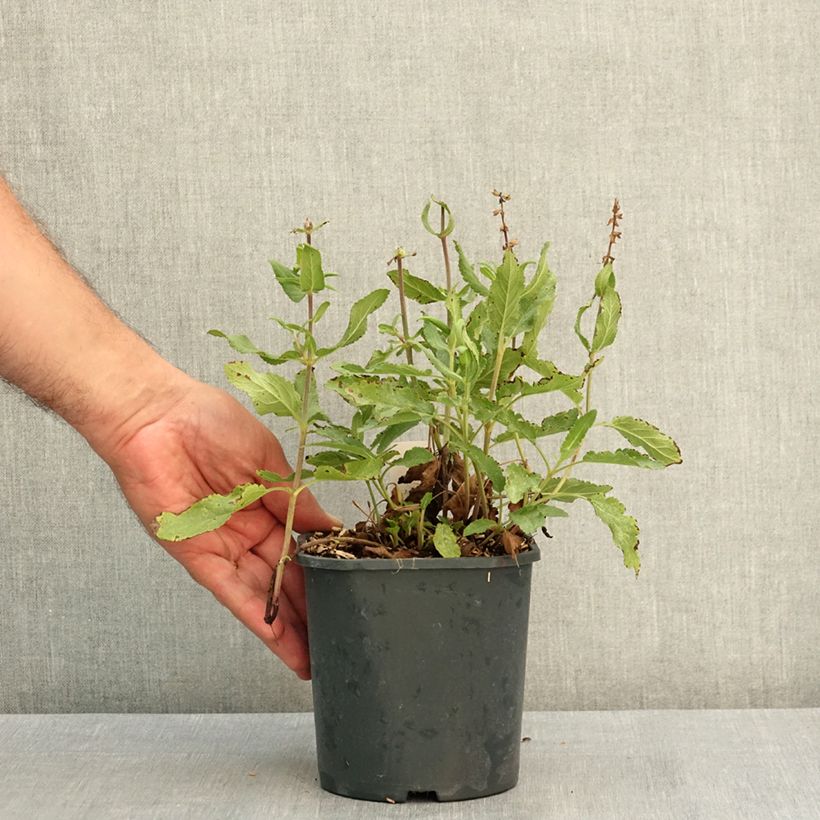 Exemplar von Salvia nemorosa Caradonna Pink - Steppen-Salbei Topf mit 2L/3L wie im Sommer geliefert