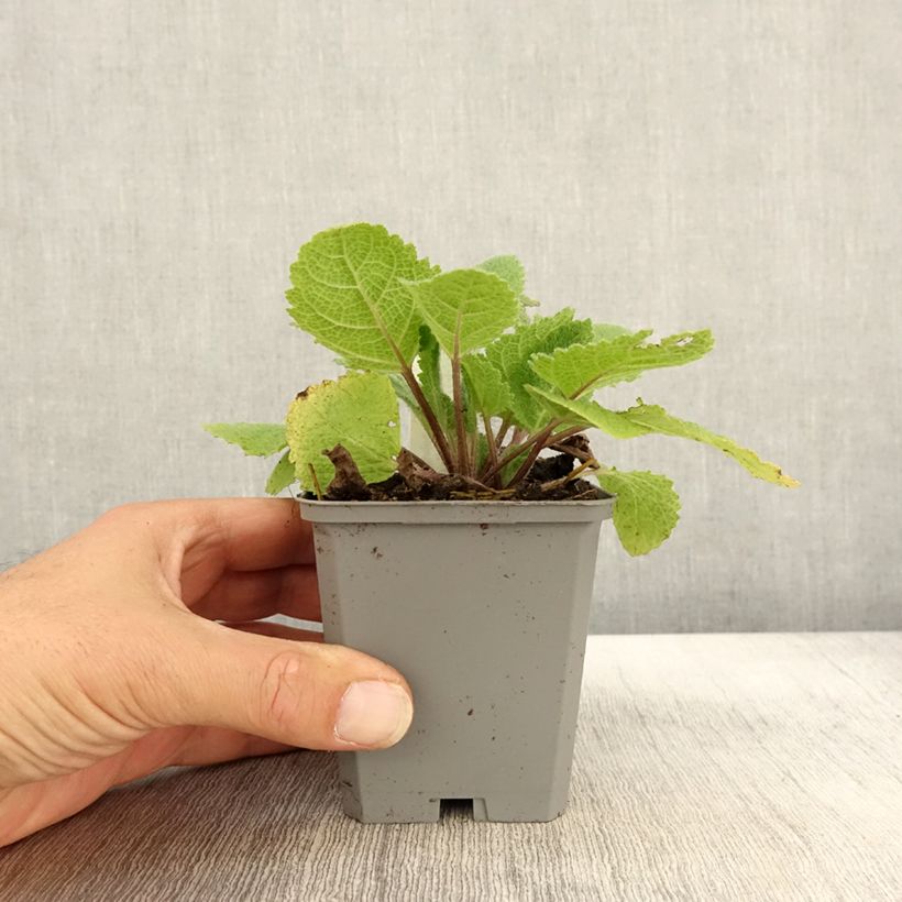 Exemplar von Muskat-Salbei Vatican White - Salvia sclarea Kleine Töpfe von 8/9 cm wie im Herbst geliefert
