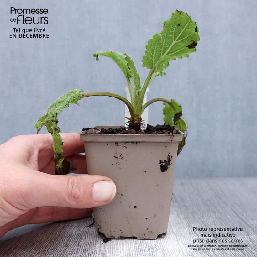 Exemplar von Muskat-Salbei Vatican White - Salvia sclarea Kleine Töpfe von 8/9 cm wie im Winter geliefert