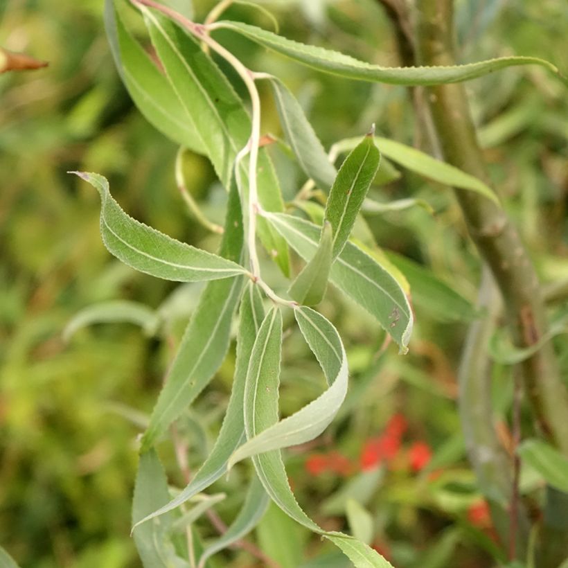 Silber-Weide Dart's Snake - Salix alba (Laub)