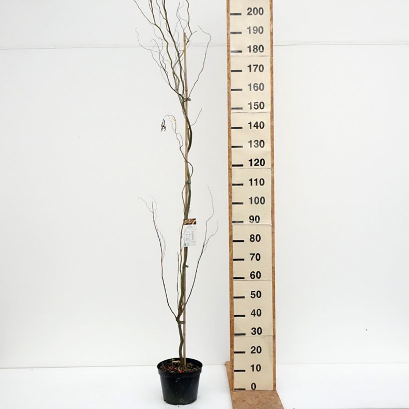 Exemplar von Silber-Weide Dart's Snake - Salix alba Topf mit 4L/5L wie im Herbst geliefert