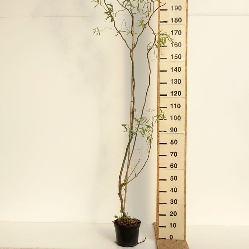 Exemplar von Silber-Weide Dart's Snake - Salix alba Topf mit 4L/5L wie im Sommer geliefert