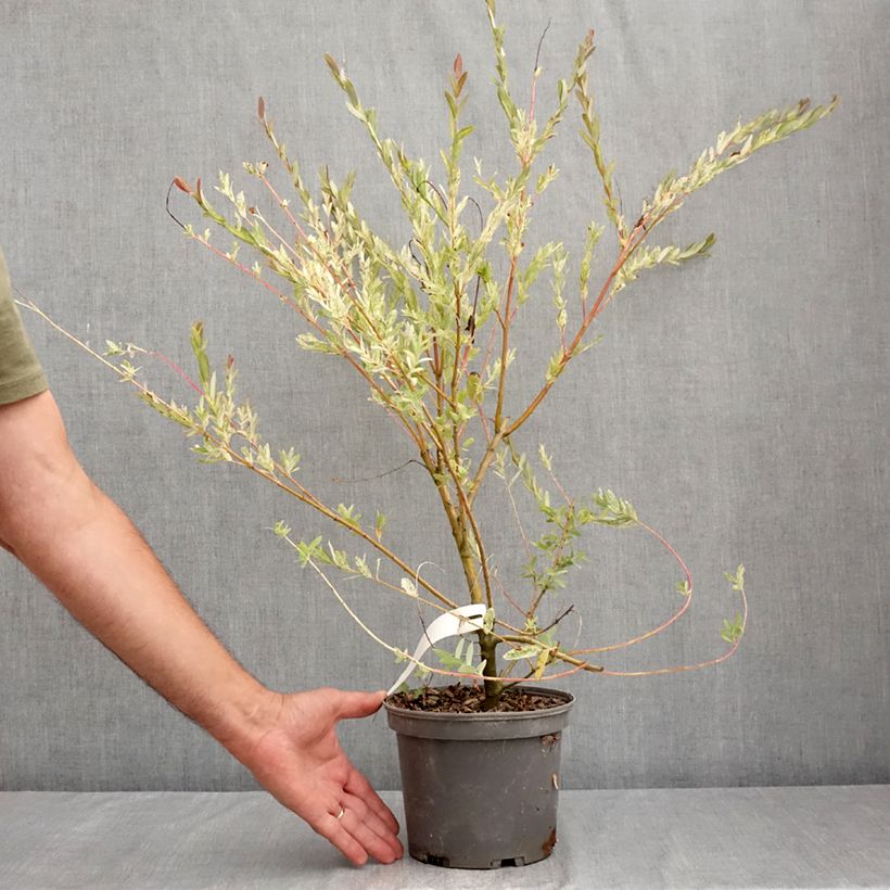 Exemplar von Harlekinweide Flamingo - Salix integra Topf mit 2L/3L wie im Sommer geliefert