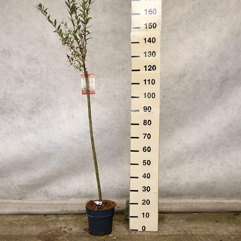 Exemplar von Harlekinweide Flamingo - Salix integra Topf mit 4L/5L wie im Herbst geliefert