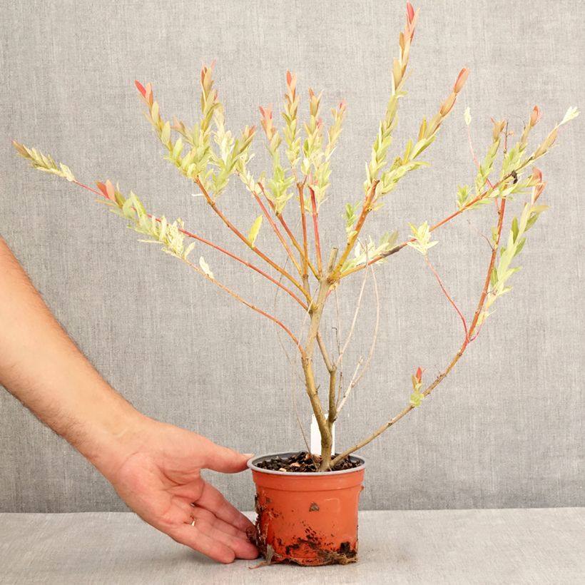Exemplar von Harlekinweide Hakuro Nishiki - Salix integra Topf 10 cm/11cm wie im Sommer geliefert