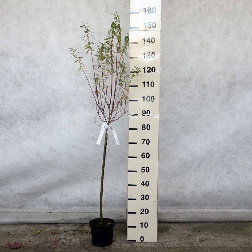 Exemplar von Harlekinweide Hakuro Nishiki - Salix integra Topf mit 2L/3L wie im Herbst geliefert