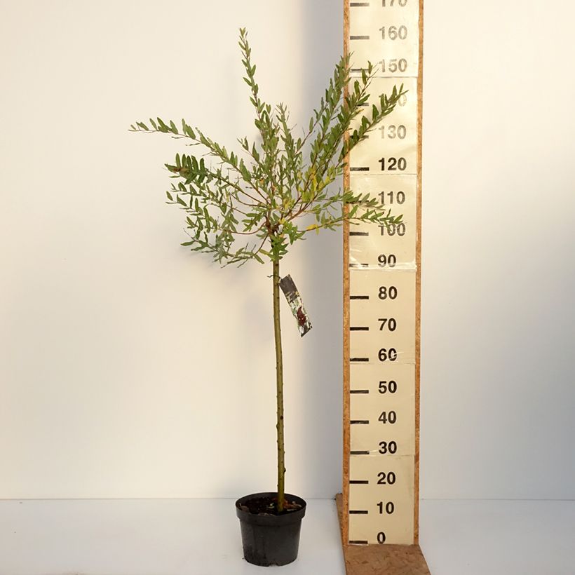 Exemplar von Harlekinweide Hakuro Nishiki - Salix integra Topf mit 4L/5L, Stamm wie im Herbst geliefert