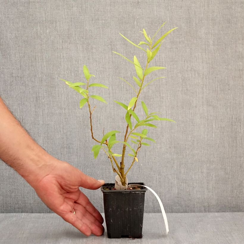 Exemplar von Drachenweide Golden Sunshine - Salix sachalinensis Kleine Töpfe von 8/9 cm wie im Sommer geliefert