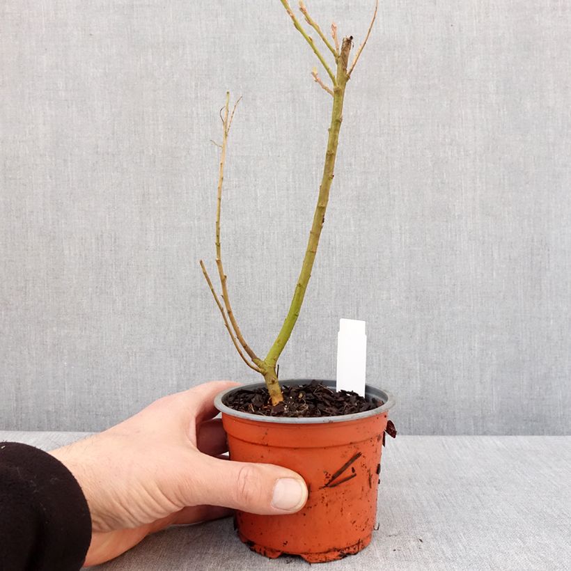 Exemplar von Drachenweide Golden Sunshine - Salix sachalinensis Kleine Töpfe von 8/9 cm wie im Winter geliefert