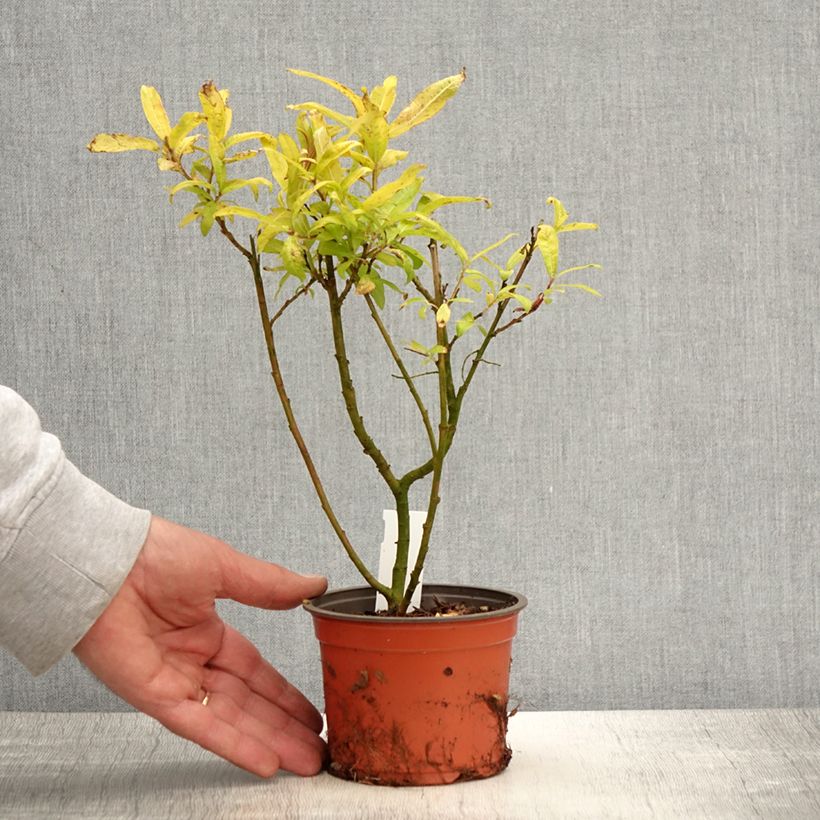 Exemplar von Drachenweide Golden Sunshine - Salix sachalinensis Kleine Töpfe von 8/9 cm wie im Frühjahr geliefert