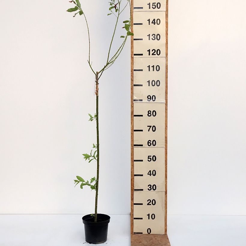 Exemplar von Rosa Kätzchenweide Melanostachys - Salix gracilistyla  Topf mit 3L/4L wie im Herbst geliefert