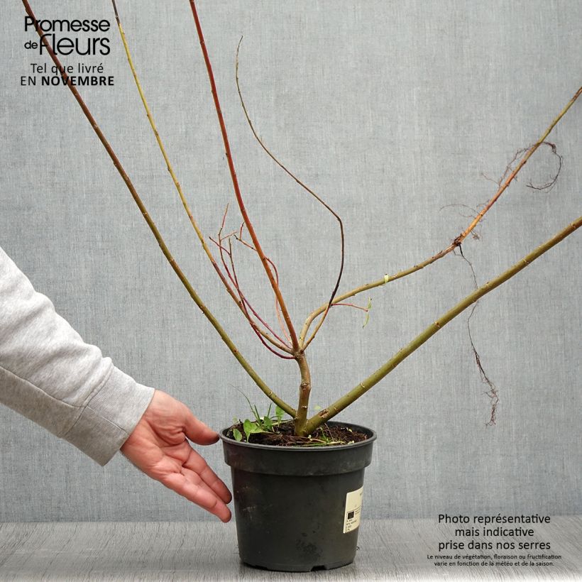 Exemplar von Rosa Riesen-Salweide - Salix gracilistyla Topf mit 3L/4L wie im Herbst geliefert