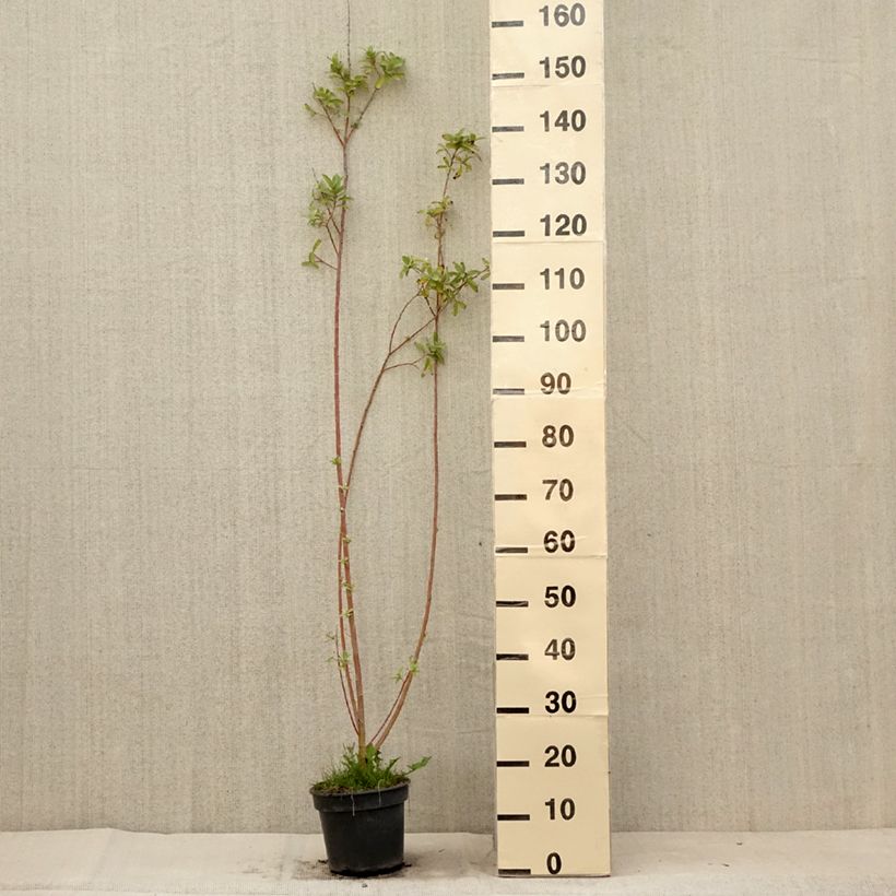 Exemplar von Rosa Riesen-Salweide - Salix gracilistyla Topf mit 3L/4L wie im Sommer geliefert