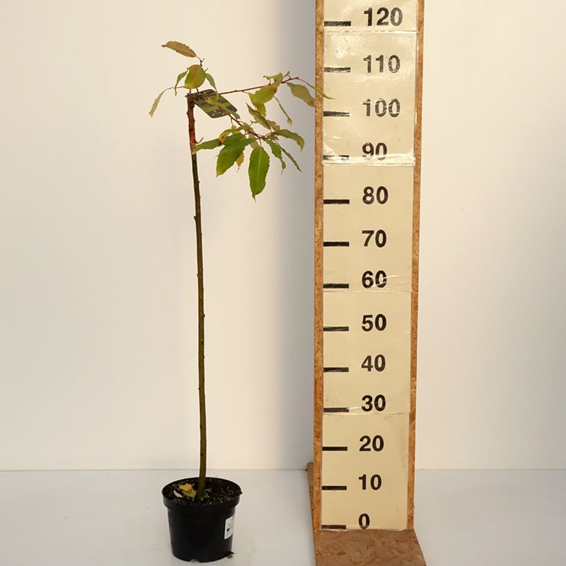 Exemplar von Sal-Weide Ogon - Salix caprea Topf mit 3L/4L wie im Herbst geliefert