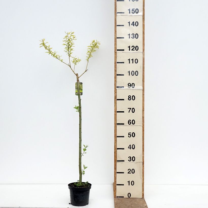 Exemplar von Sal-Weide Ogon - Salix caprea Topf mit 3L/4L, Stamm wie im Frühjahr geliefert